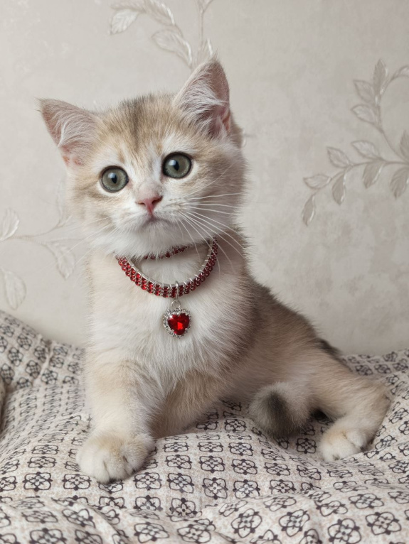 Кошки в Москве: Британский котёнок Девочка, 30 000 руб. - фото 2