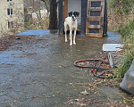 Собаки в Сочи: Найдена собака Мальчик, Бесплатно - фото 2