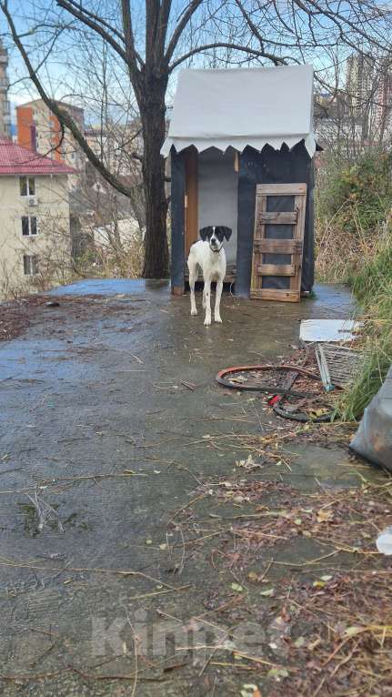 Собаки в Сочи: Найдена собака Мальчик, Бесплатно - фото 2