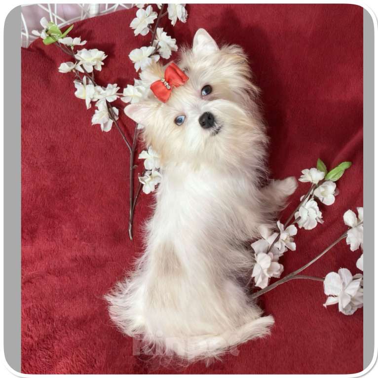 Собаки в Москве: Йорк с голубыми глазами девочка подрощенная Девочка, 130 000 руб. - фото 9