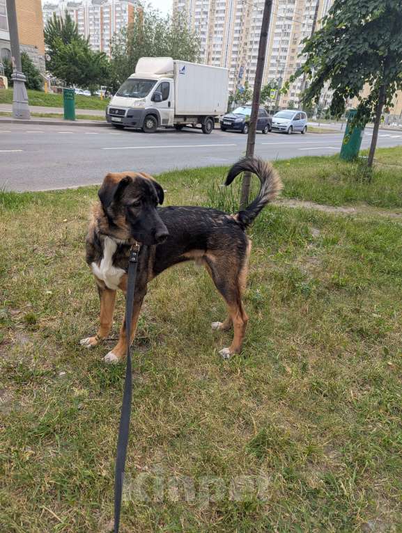 Собаки в Москве: Крупный щенок в добрые руки Мальчик, Бесплатно - фото 4
