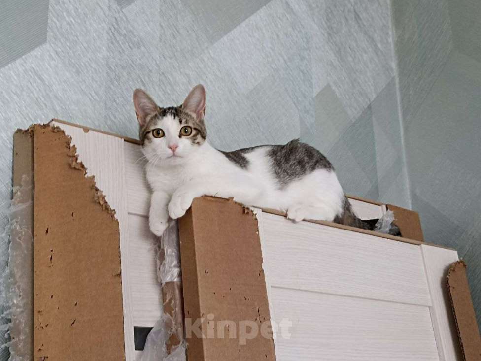 Кошки в Москве: Вас ищет Любовь Девочка, Бесплатно - фото 3