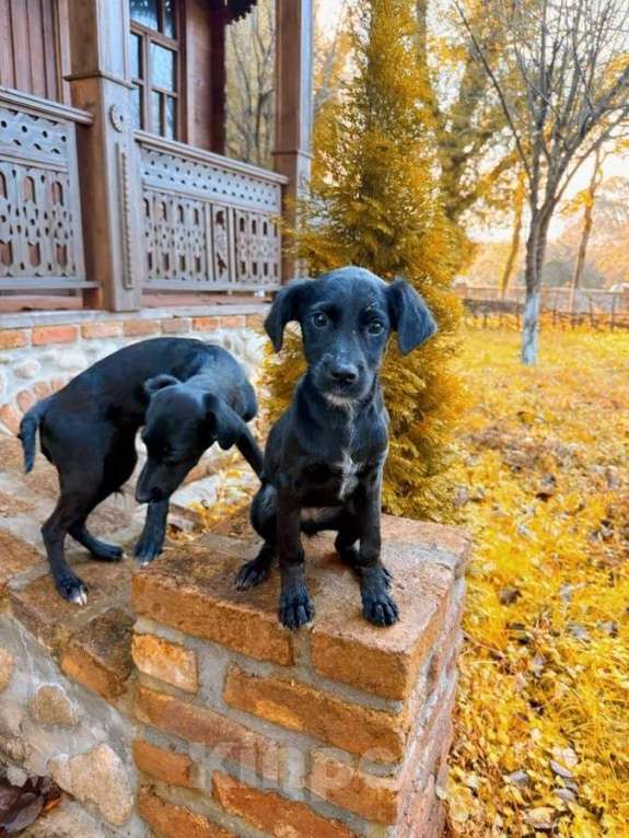 Собаки в Москве: Два чудесных щеночка (девочки) ищут дом! Девочка, Бесплатно - фото 7