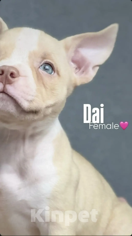 Собаки в Ростове-на-Дону: Американский булли щенки  Мальчик, 120 000 руб. - фото 2