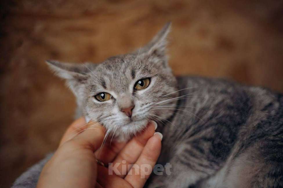 Кошки в Видном: Котёнок в добрые руки Девочка, Бесплатно - фото 3