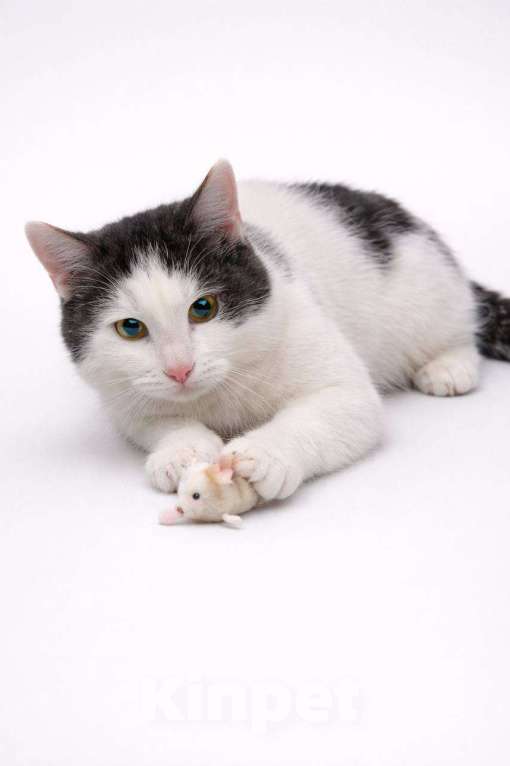 Кошки в Москве: Зайчик в поисках дома Мальчик, Бесплатно - фото 3