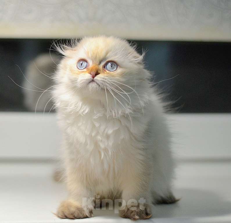 Кошки в Москве: Шотландские котята Разнополые, 12 000 руб. - фото 9