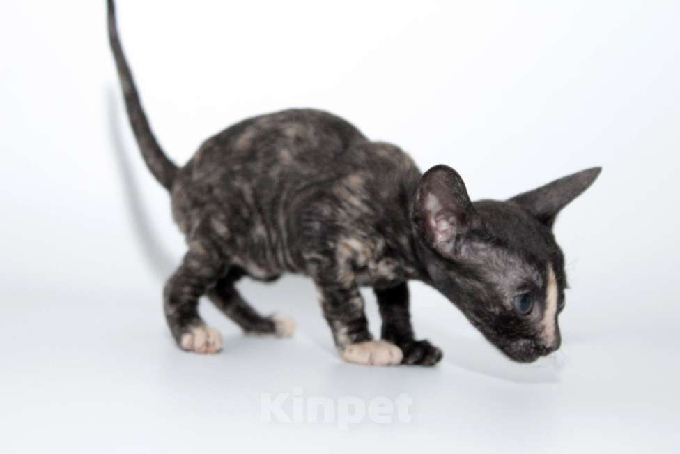 Кошки в Москве: малыши к резервированию. питомник Корнелита Девочка, 70 000 руб. - фото 5