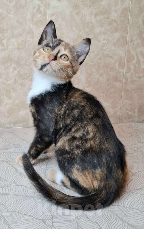 Кошки в Москве: Котёнок с интересным окрасом в добрые руки  Девочка, Бесплатно - фото 4