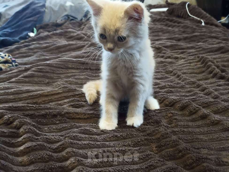 Кошки в Нелидово: Майкун   цвет золотистый Мальчик, 10 000 руб. - фото 3