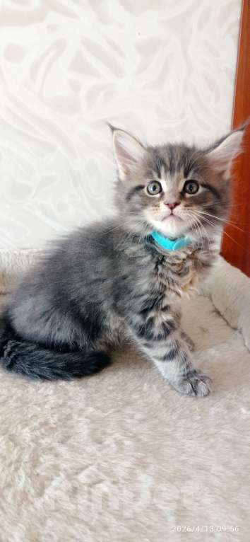 Кошки в Льгове: Котята мейн куны Мальчик, 20 000 руб. - фото 4