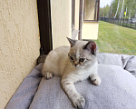 Кошки в Мытищах: Шотландские котята Девочка, 15 000 руб. - фото 2
