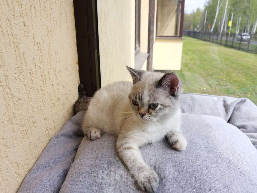 Кошки в Мытищах: Шотландские котята Девочка, 15 000 руб. - фото 2