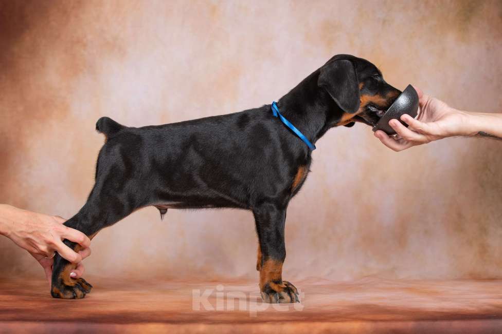 Собаки в Москве: Щенки добермана  Мальчик, 100 000 руб. - фото 9