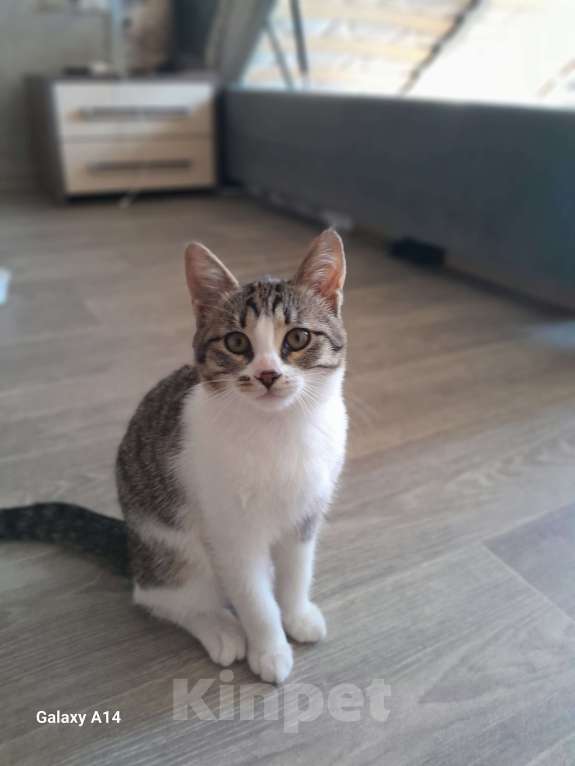 Кошки в Москве: Очаровательные котодевочки ищут дом Девочка, Бесплатно - фото 4