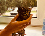 Кошки в Москве: Котята ищут  Мальчик, Бесплатно - фото 4