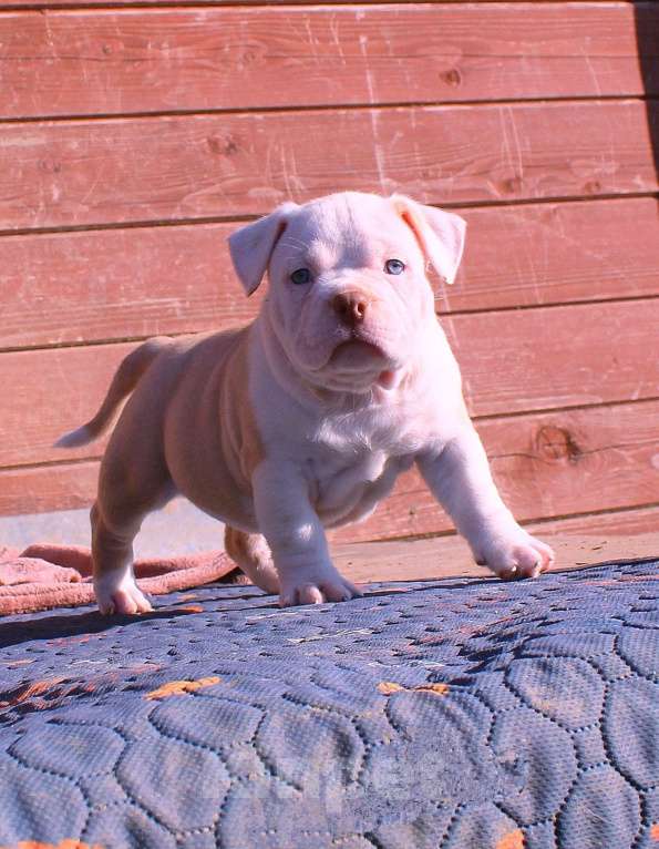 Собаки в Нерюнгри: Американский булли Разнополые, 70 000 руб. - фото 3