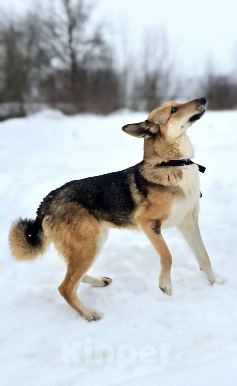 Собаки в Королеве: Лекси! Девочка, Бесплатно - фото 10