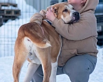 Собаки в других городах Московской области: алабай сармат в добрые руки Мальчик, Бесплатно - фото 5