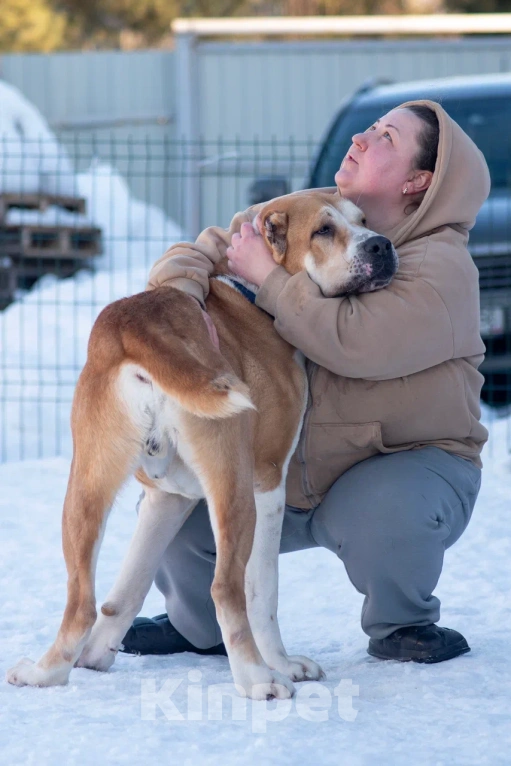 Собаки в других городах Московской области: алабай сармат в добрые руки Мальчик, Бесплатно - фото 5