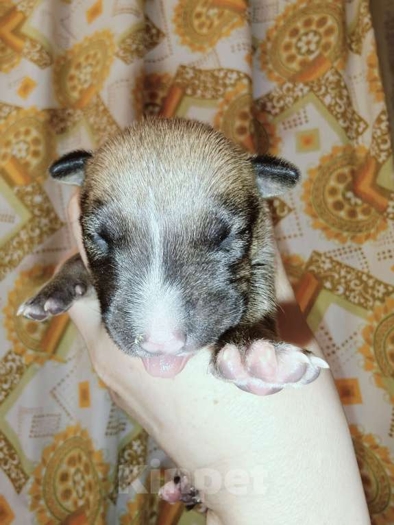 Собаки в Москве: Бультерьер стандартный, щенок Мальчик, Бесплатно - фото 3