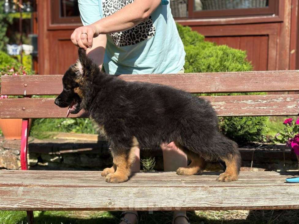 Собаки в Санкт-Петербурге: Щенки немецкой овчарки  Девочка, 70 000 руб. - фото 4