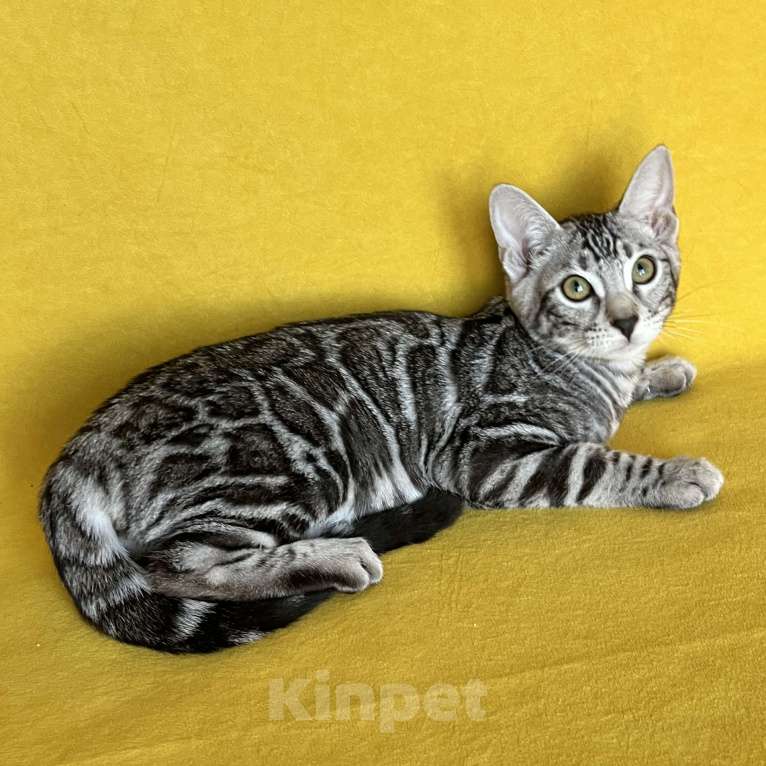 Кошки в Москве: Яркая девочка бенгальской породы Девочка, Бесплатно - фото 7