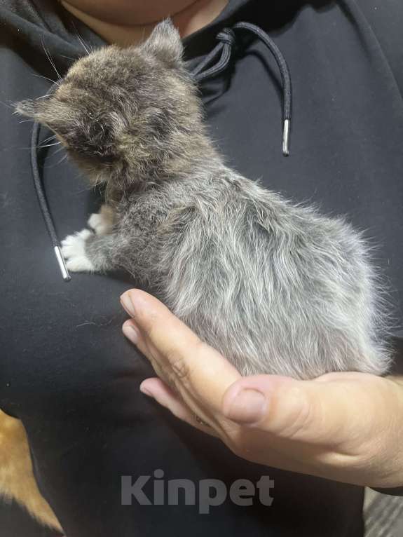 Кошки в Твери: Котята мейн-кун Девочка, 1 500 руб. - фото 2