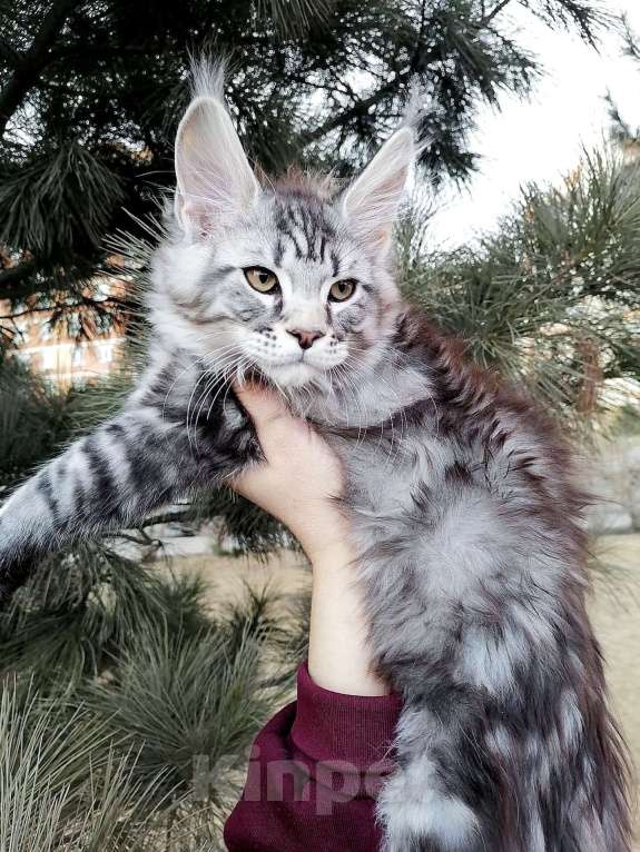 Кошки в Красноярске: Бакс великолепный Мальчик, 40 000 руб. - фото 4