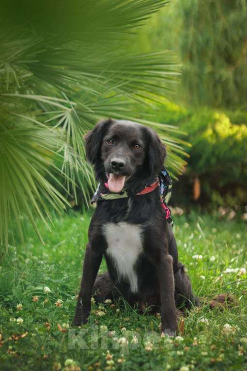 Собаки в Москве: Шоколадный Спаниель Лаки в добрые руки Девочка, 1 руб. - фото 7