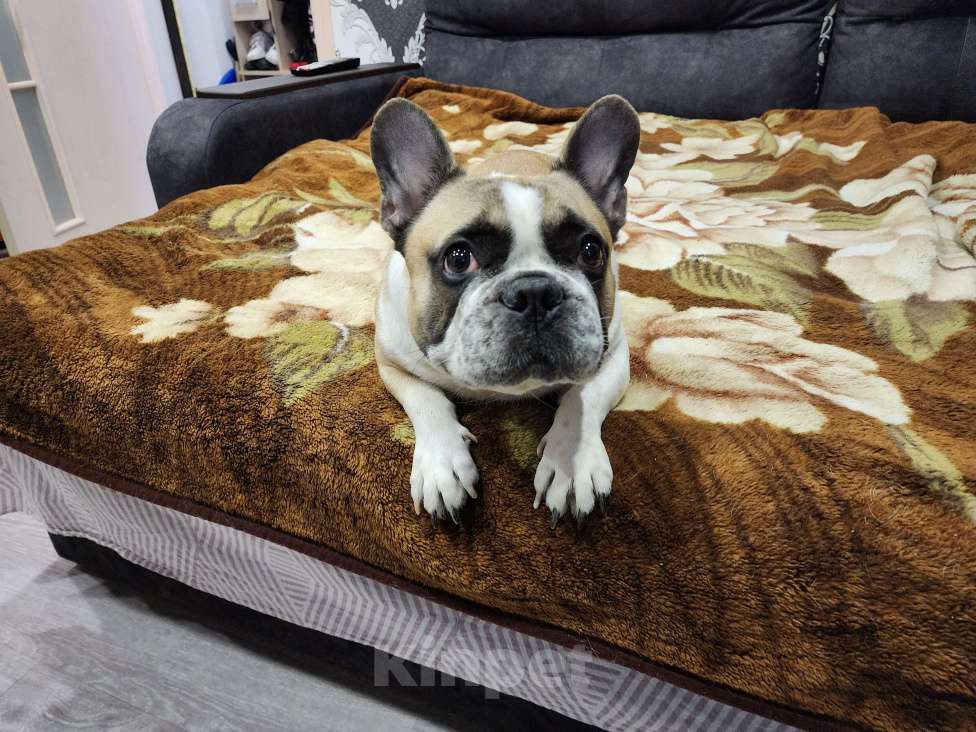 Собаки в Саратове: Красивый мальчик. Вязка Мальчик, 5 000 руб. - фото 3