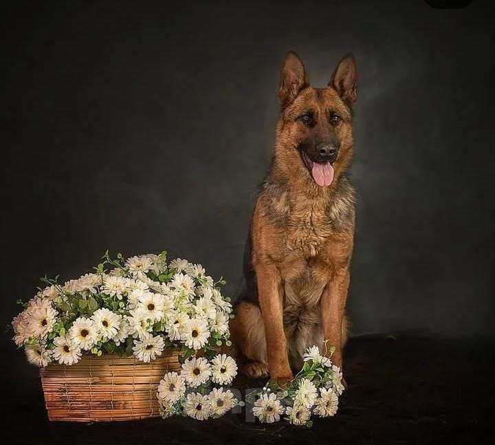 Собаки в Находке: Длинношёрстный щенок готов к продаже  Мальчик, Бесплатно - фото 3