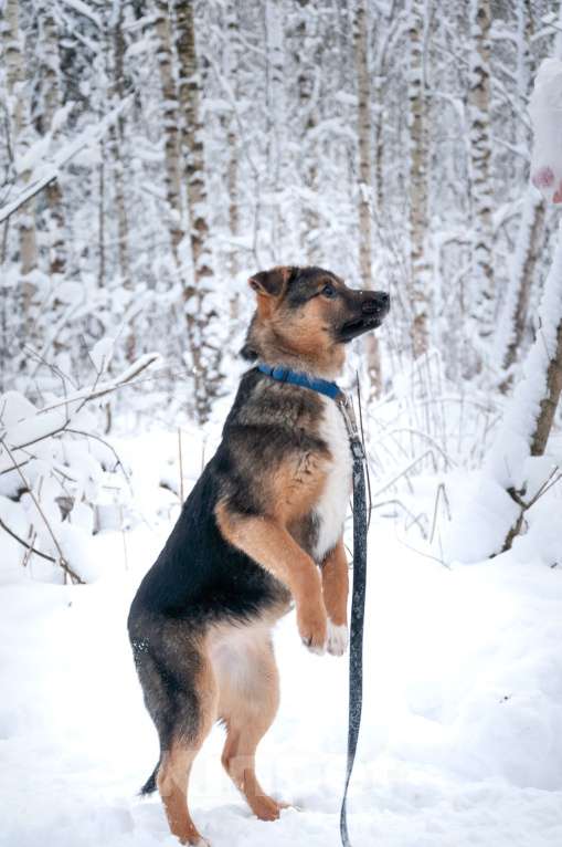 Собаки в Ногинске: Эва - ваша инвестиция в счастье! Девочка, Бесплатно - фото 5