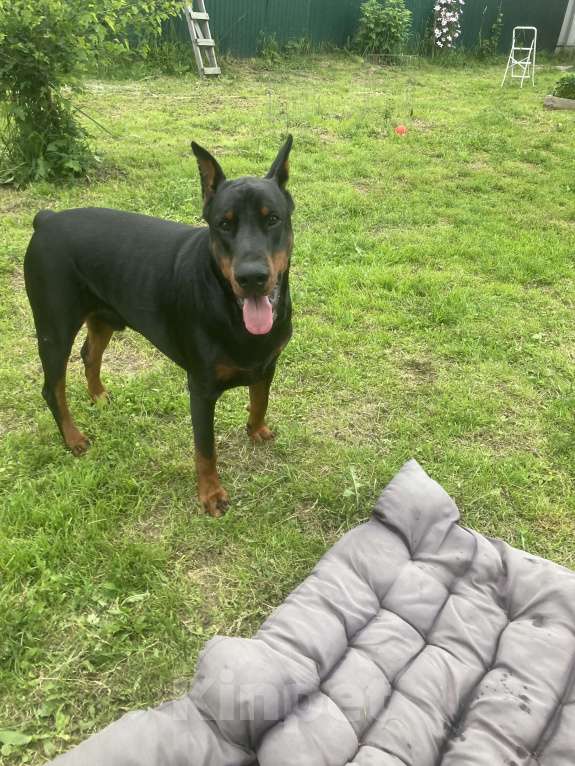 Собаки в Москве: Щенки Добермана  Девочка, Бесплатно - фото 3