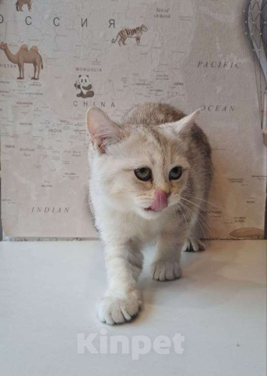 Кошки в Санкт-Петербурге: Британская короткошёрстная серебристая шиншилла Девочка, 10 000 руб. - фото 4