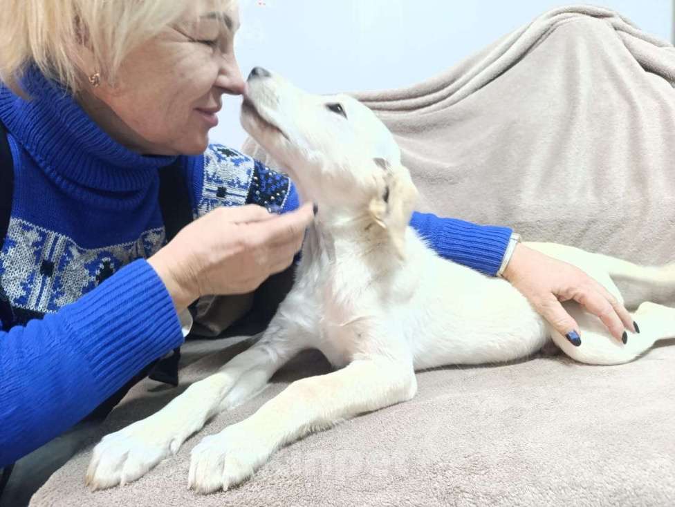 Собаки в Москве: Милейшая девочка хочет домой Девочка, Бесплатно - фото 5