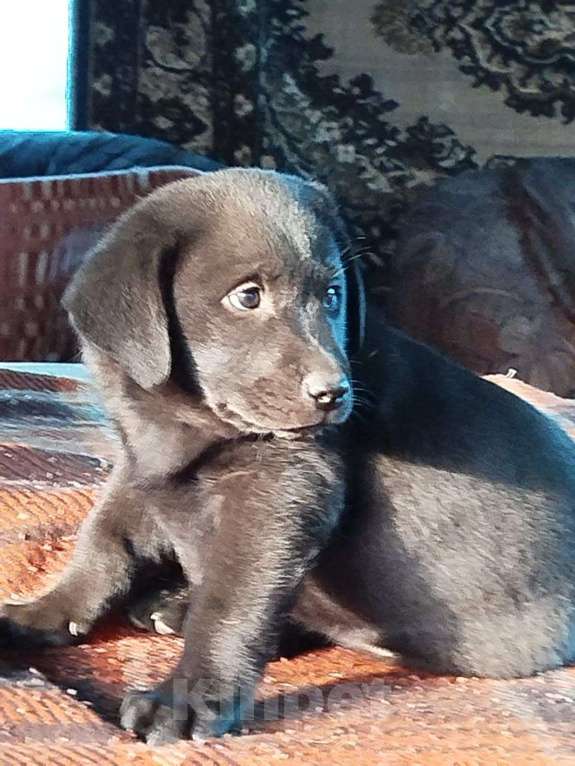 Собаки в Новокузнецке: полностью чёрный активный шустрый добрый Девочка, Бесплатно - фото 4