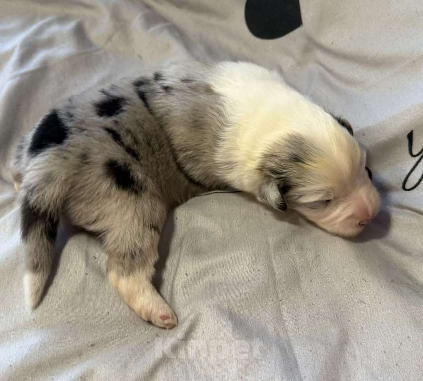 Собаки в других городах Новосибирской области: Щенки австралийской овчарки Мальчик, Бесплатно - фото 6