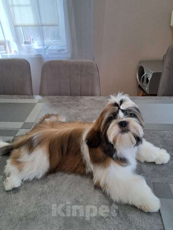Собаки в других городах Тверской области: Мальчик Ши-тцу  Мальчик, Бесплатно - фото 9
