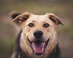 Собаки в Москве: Чудесный пёс Дэнвер в добрые руки. Мальчик, 1 руб. - фото 3