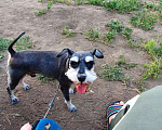 Собаки в Иркутске: Вязка, 1 руб. - фото 2