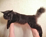 Кошки в Вологде: Кот мейн-кун вязка, 10 руб. - фото 3