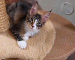 Кошки в Кашине: Котята мейнкун, 15 000 руб. - фото 2