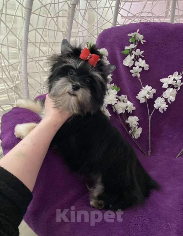 Собаки в Москве: Чёрный йорк девочка стандарт кукольная Девочка, 70 000 руб. - фото 8