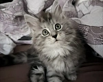 Кошки в Уфе: Котенок Девочка, Бесплатно - фото 1