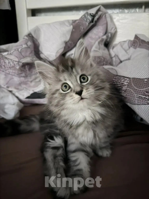 Кошки в Уфе: Котенок Девочка, Бесплатно - фото 1