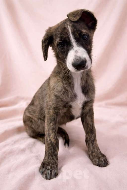 Собаки в Химках: Девочка Терри Девочка, Бесплатно - фото 9