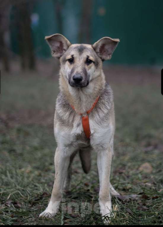 Собаки в Москве: Аврора Девочка, Бесплатно - фото 3