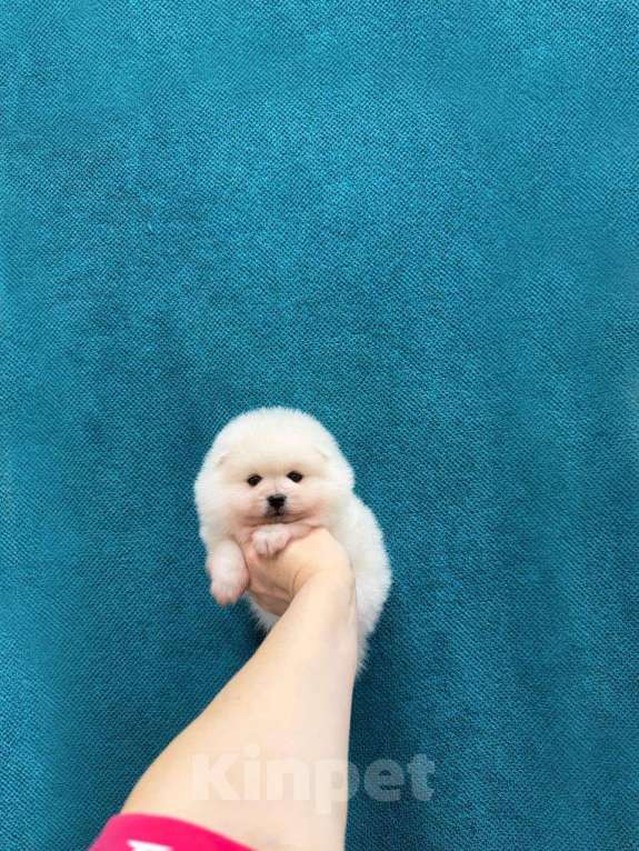 Собаки в Москве: Очаровательный мальчик Мальчик, 25 000 руб. - фото 1