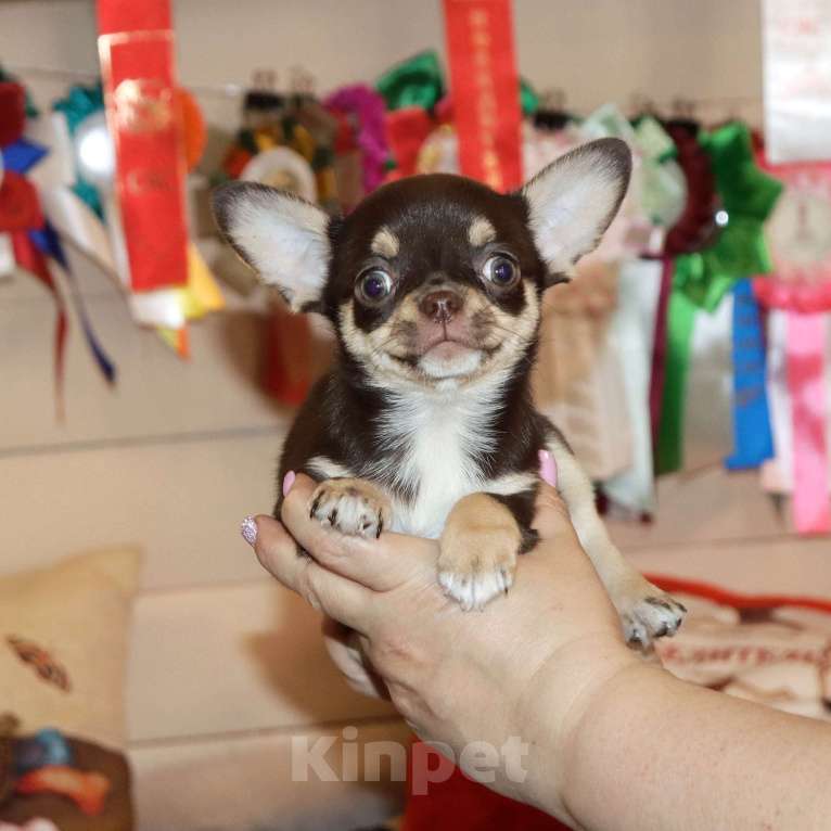 Собаки в Москве: Шоколадная чихуахуа Девочка, 150 000 руб. - фото 5